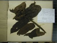 Herbarium sample